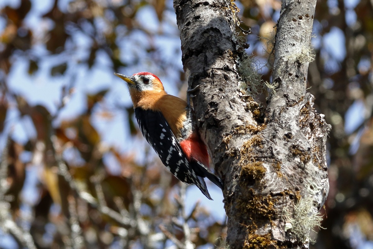 Rufous-bellied Woodpecker - ML222579901