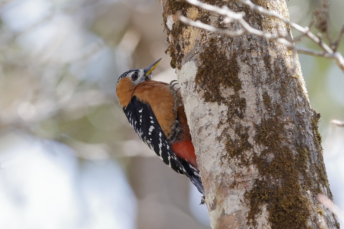 Rufous-bellied Woodpecker - Holger Teichmann