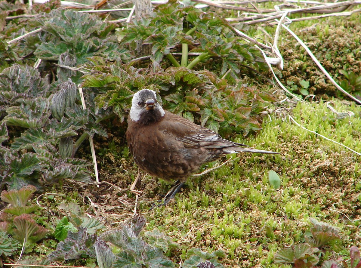 Gray-crowned Rosy-Finch (Aleutian and Kodiak Is.) - Stephan Lorenz