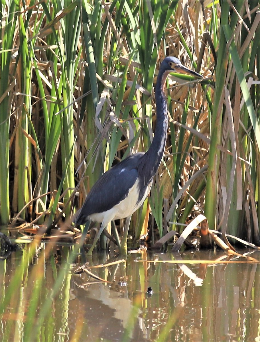 Tricolored Heron - Mike Riley
