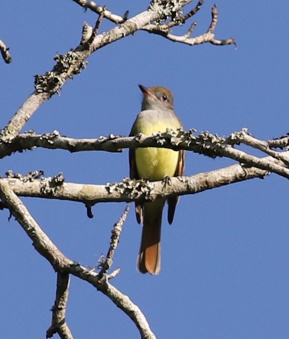Great Crested Flycatcher - ML222581511
