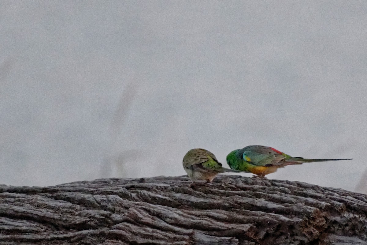 Red-rumped Parrot - ML222581741