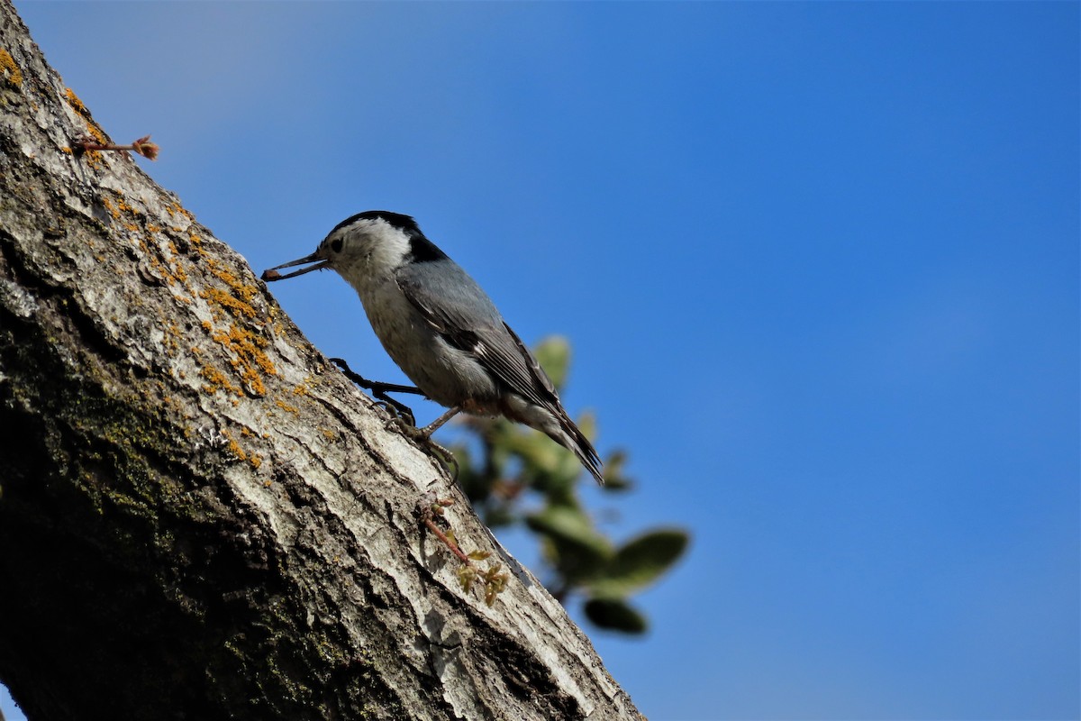 White-breasted Nuthatch - Dennis Rich