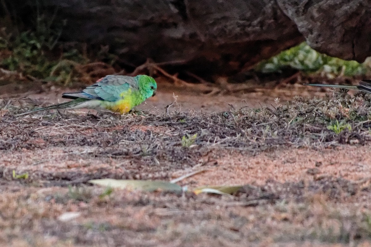 Red-rumped Parrot - ML222582661