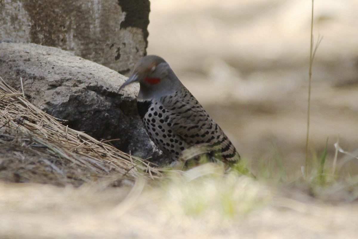 Northern Flicker (Red-shafted) - ML22258291
