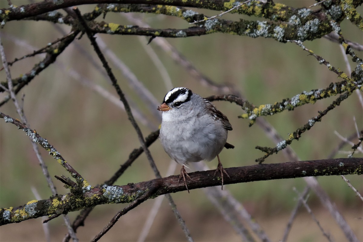 White-crowned Sparrow - Dennis Rich