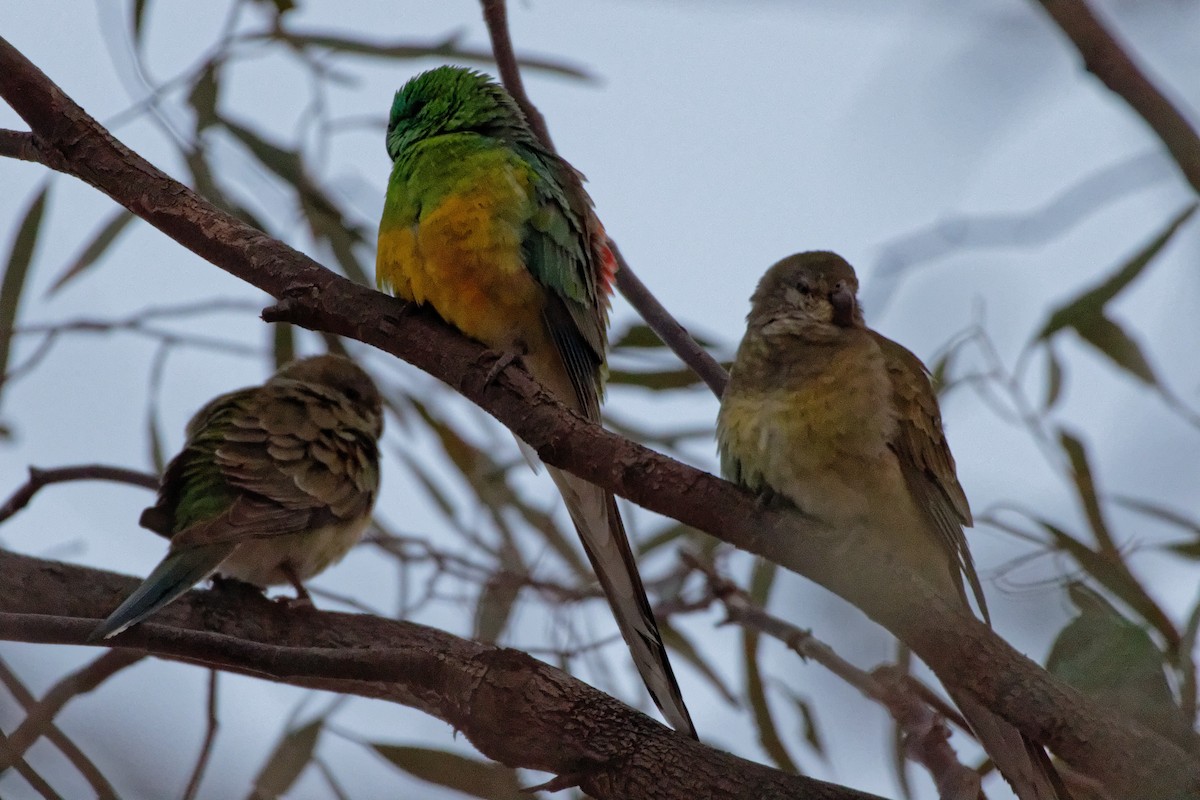 Red-rumped Parrot - ML222583231