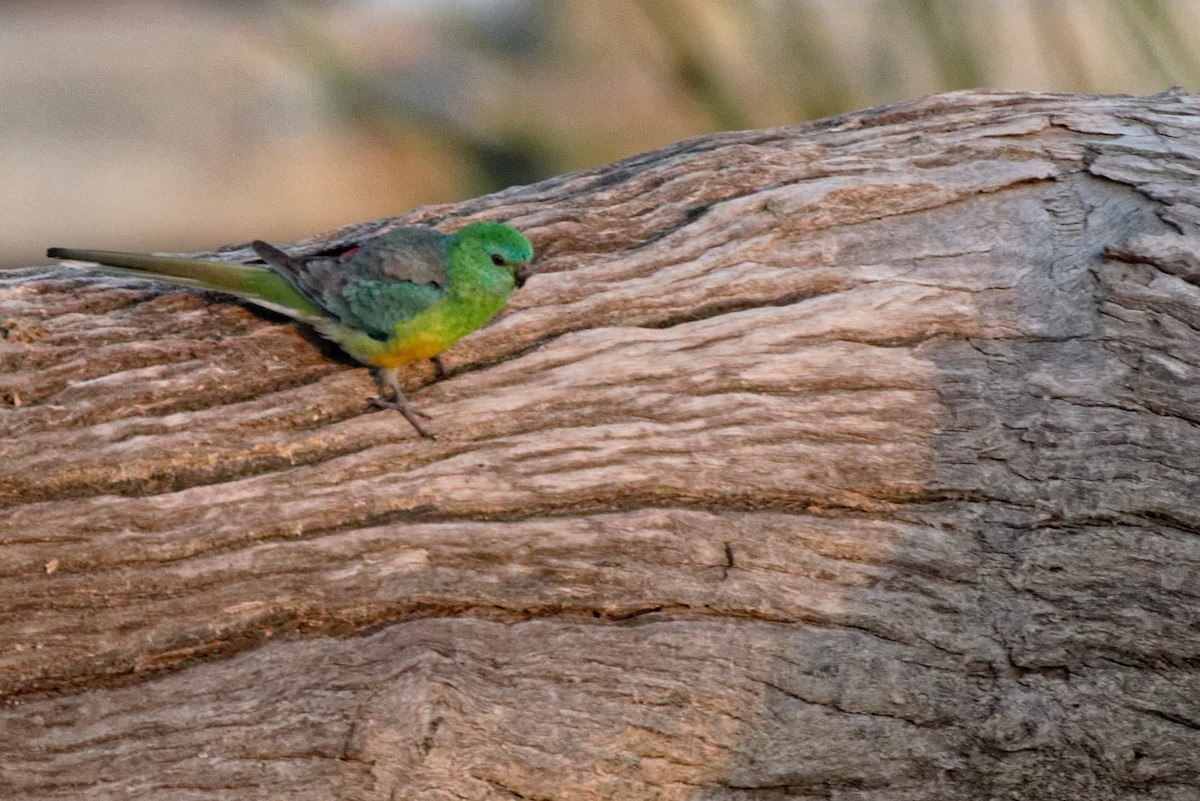 Red-rumped Parrot - ML222583351