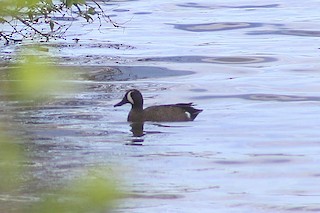 Blue-winged Teal, ML222583401