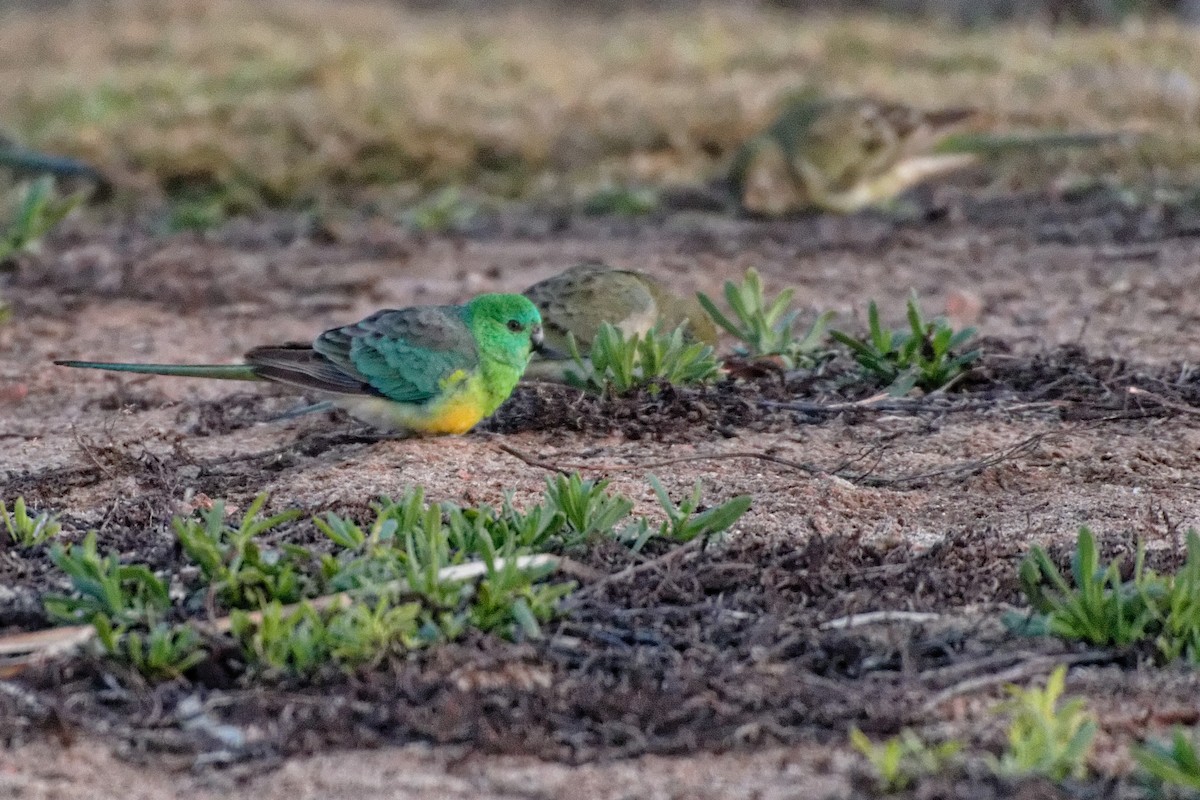 Red-rumped Parrot - ML222583551