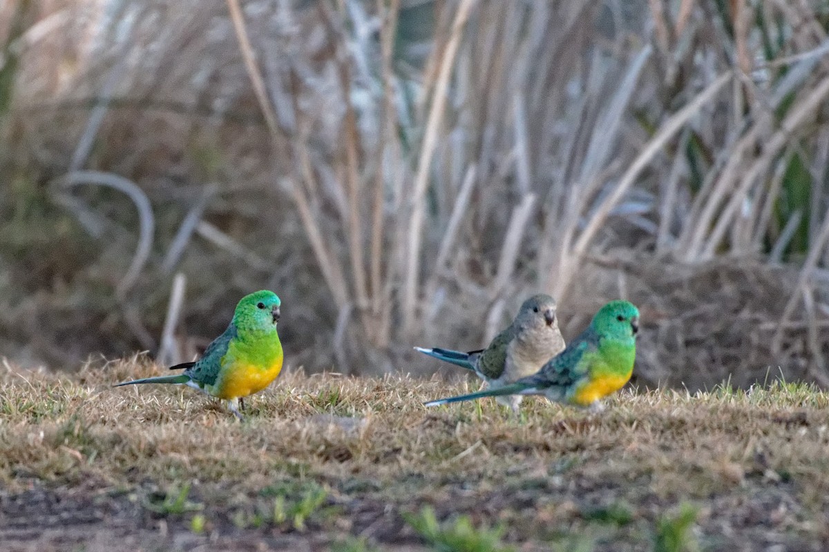 Red-rumped Parrot - ML222583611