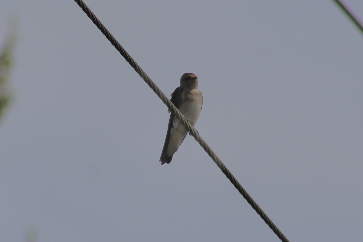 Northern Rough-winged Swallow - Asher Higgins