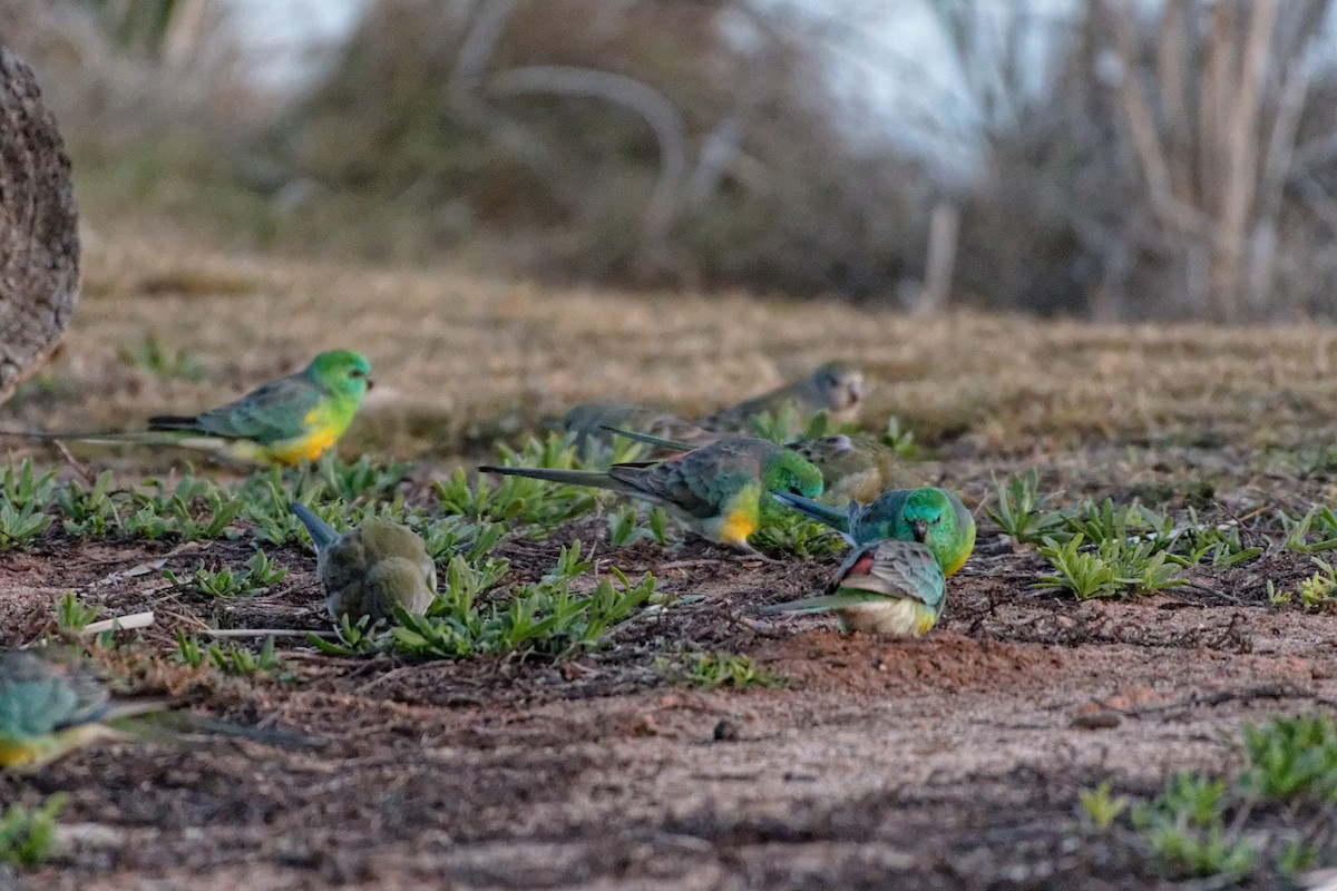 Red-rumped Parrot - ML222583871