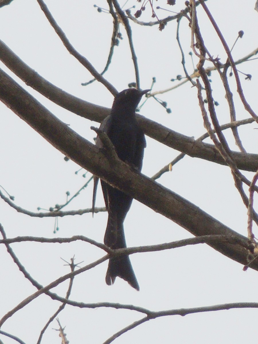 Fork-tailed Drongo-Cuckoo - Neenad Abhang