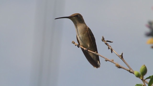 Black-chinned Hummingbird - ML222587081