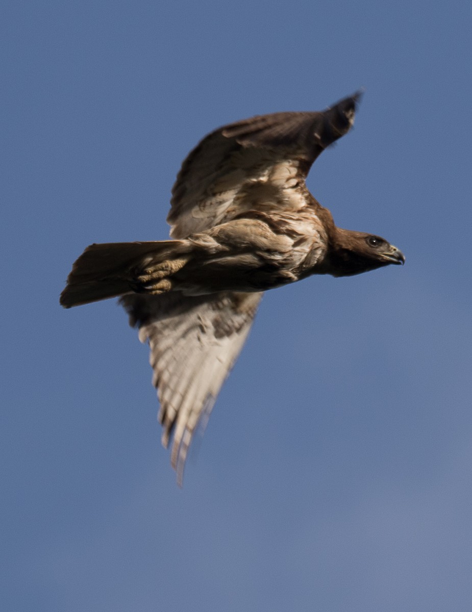 Red-tailed Hawk - ML222589571