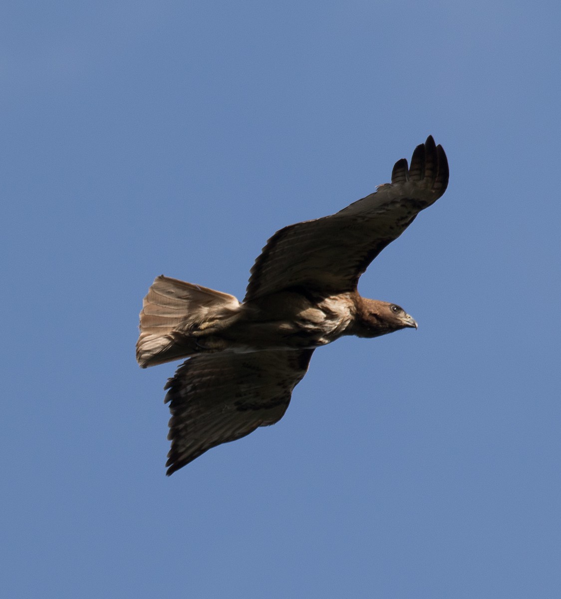 Red-tailed Hawk - ML222589581