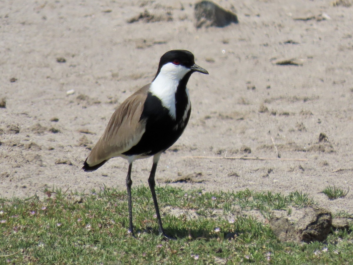 Spur-winged Lapwing - ML222590411