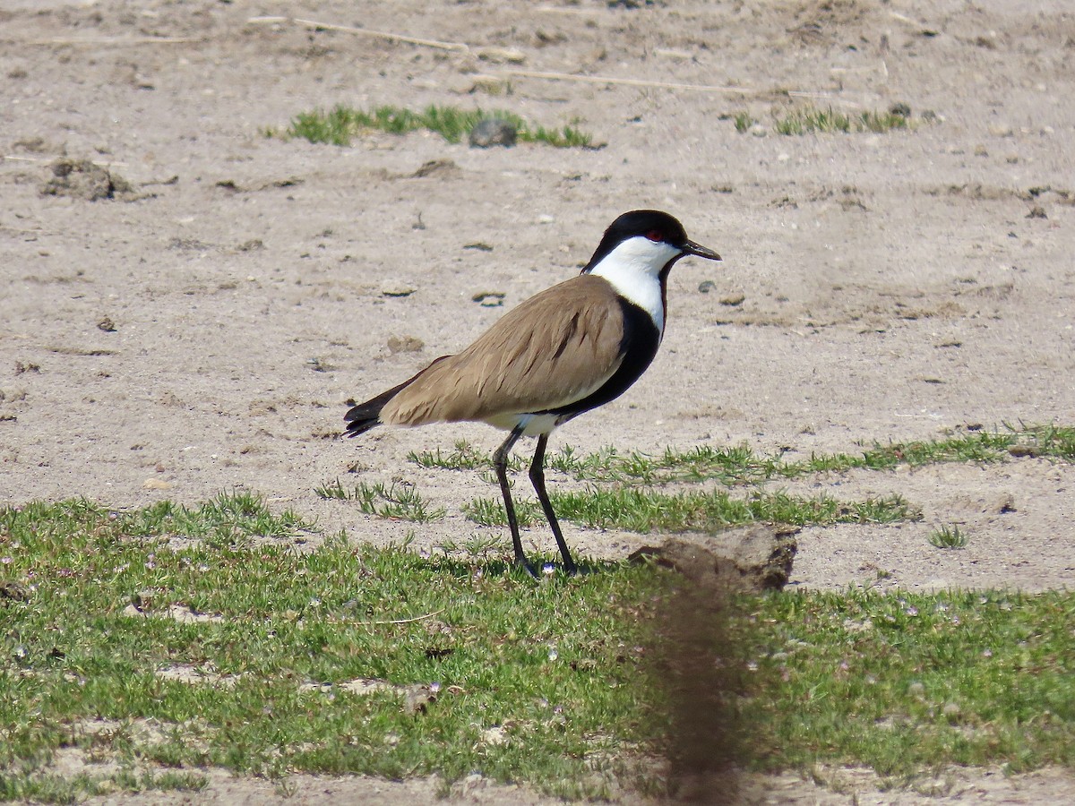 Spur-winged Lapwing - ML222590631