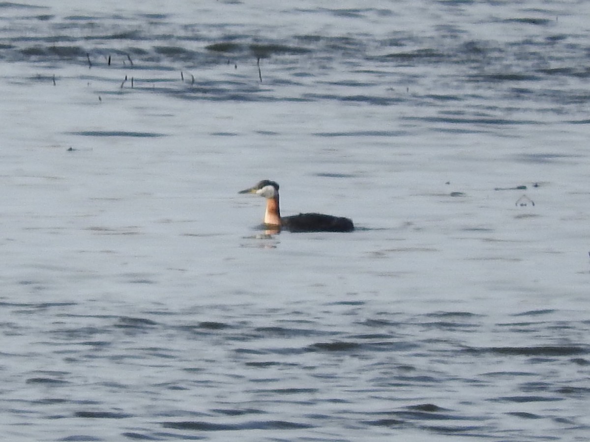 Red-necked Grebe - ML222593071