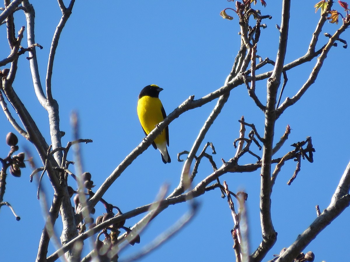 West Mexican Euphonia - ML22259591