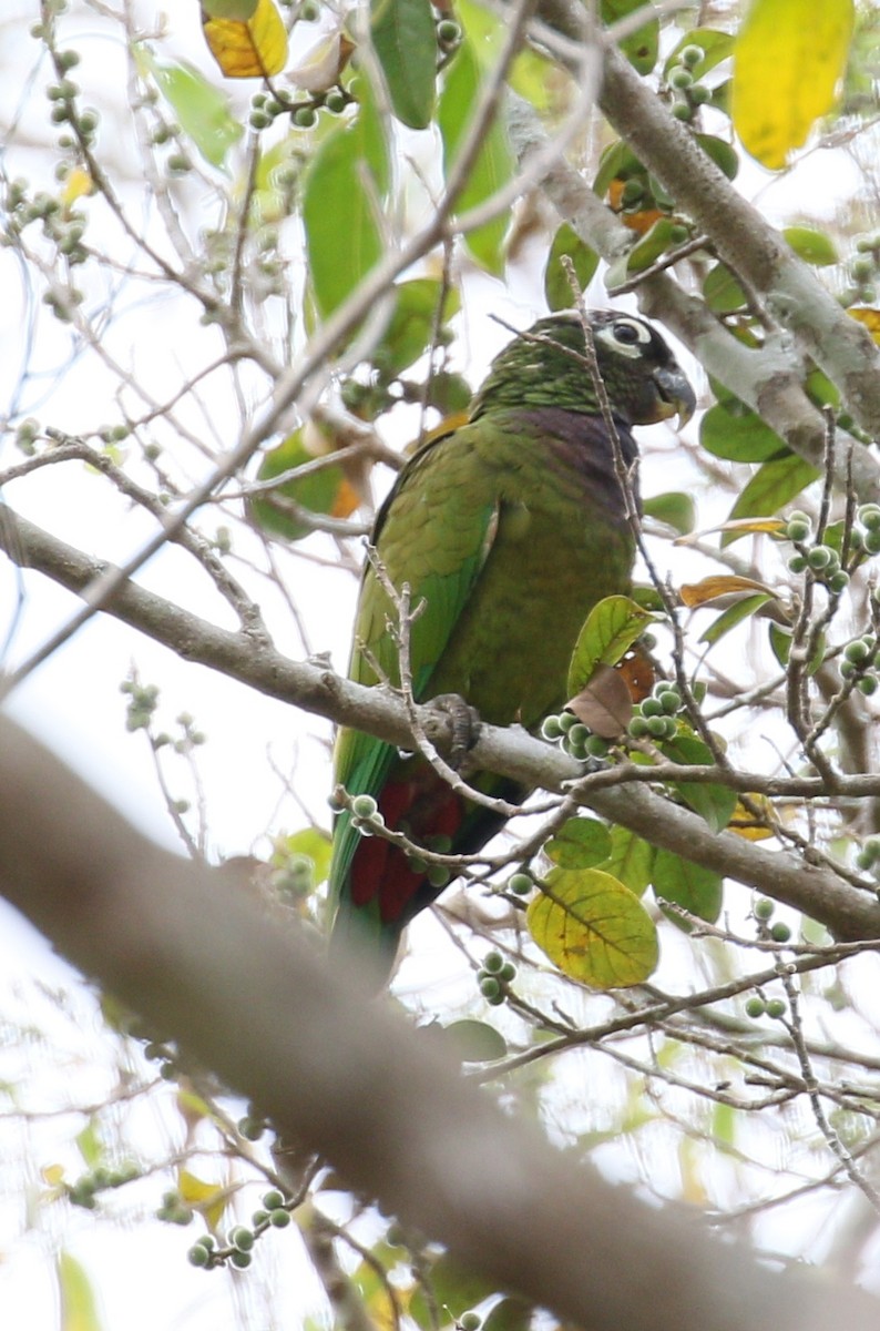 Scaly-headed Parrot - ML222597631