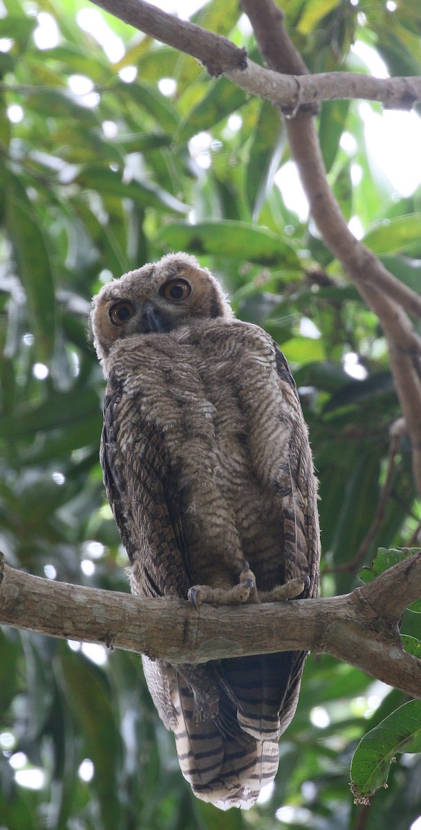 Great Horned Owl - ML222599471