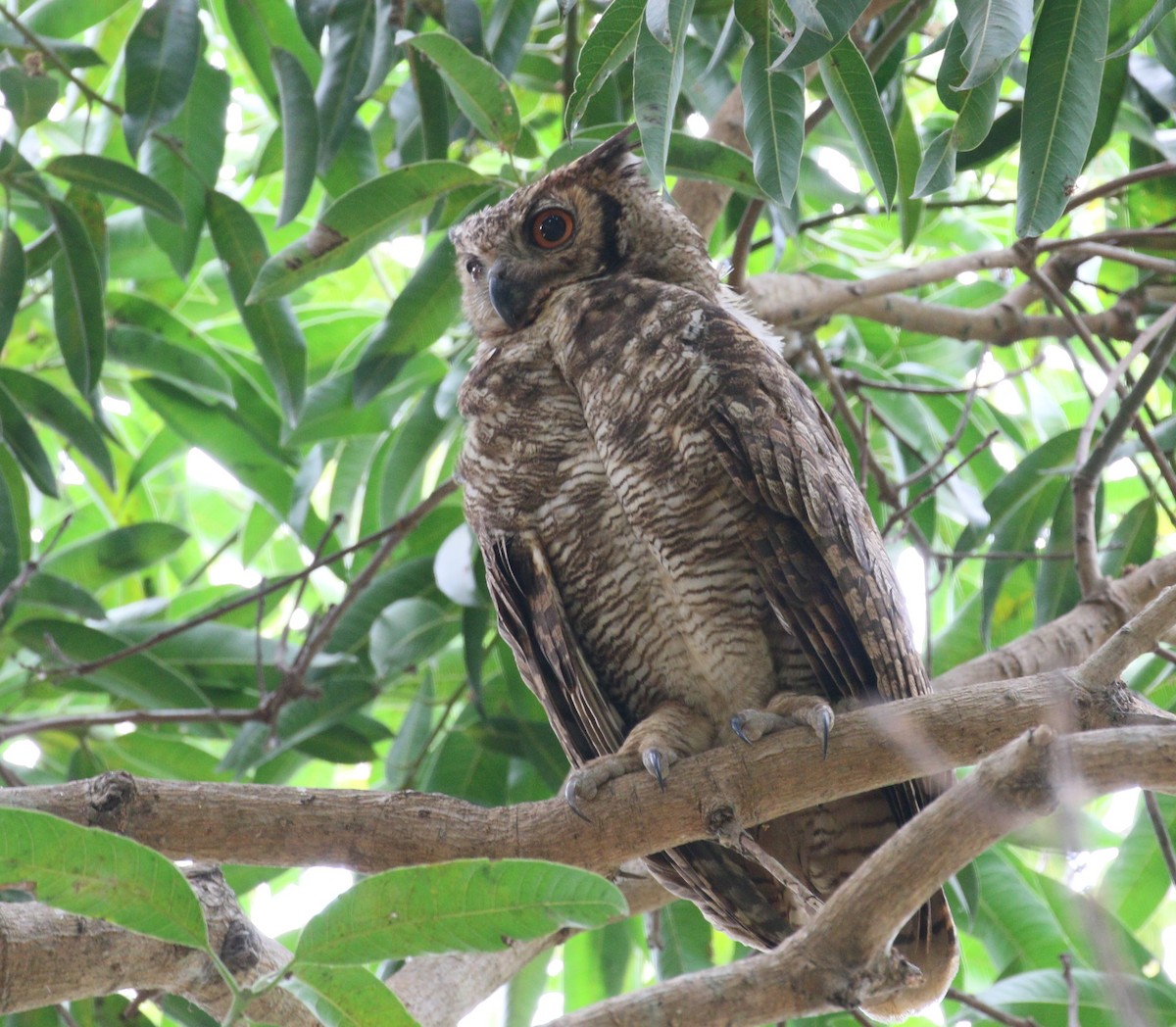 Great Horned Owl - ML222599481