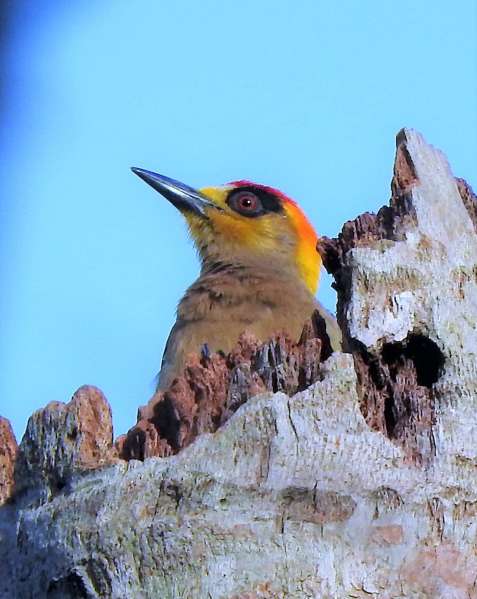 Golden-cheeked Woodpecker - Luis  Morales