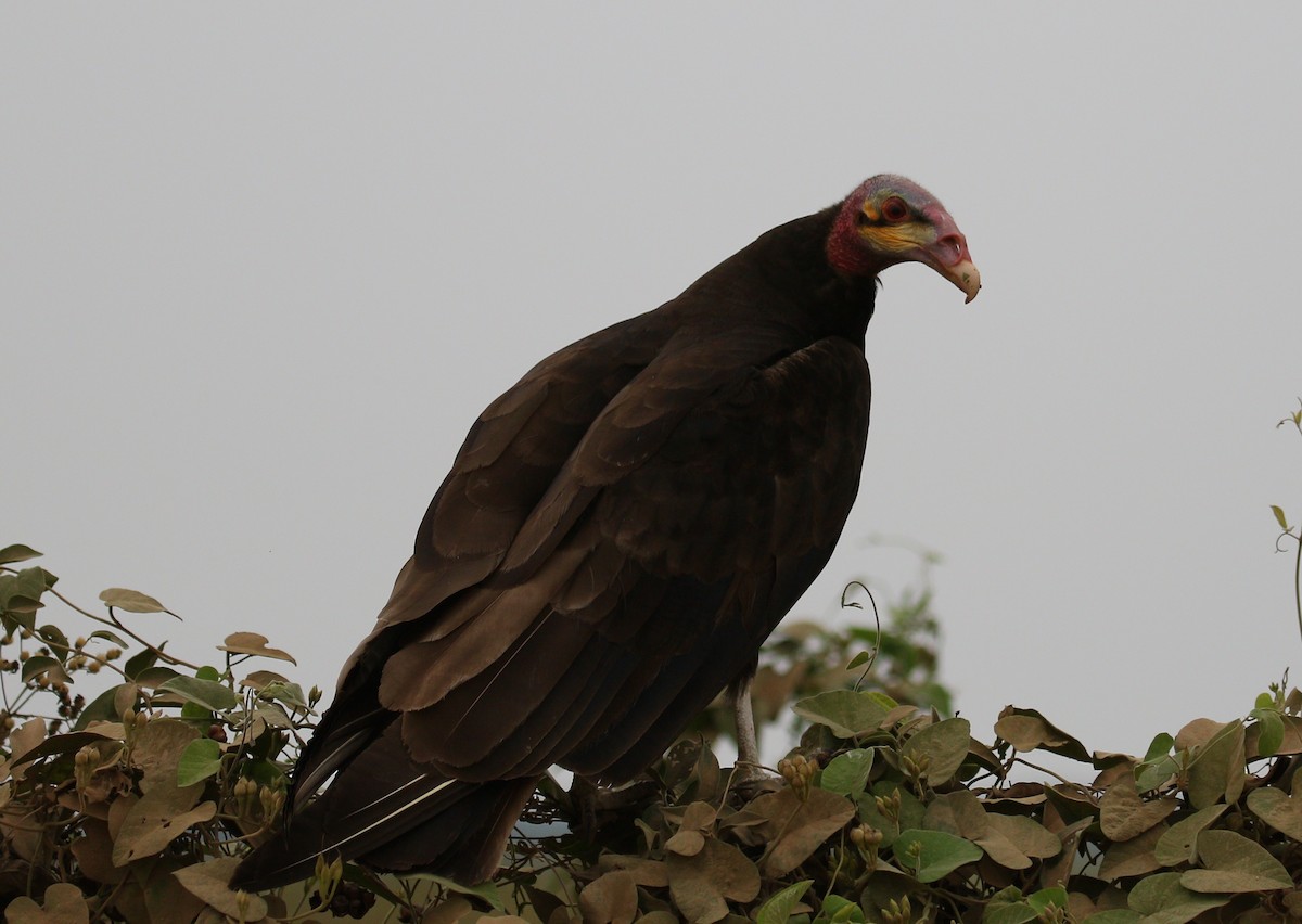 Lesser Yellow-headed Vulture - ML222599821