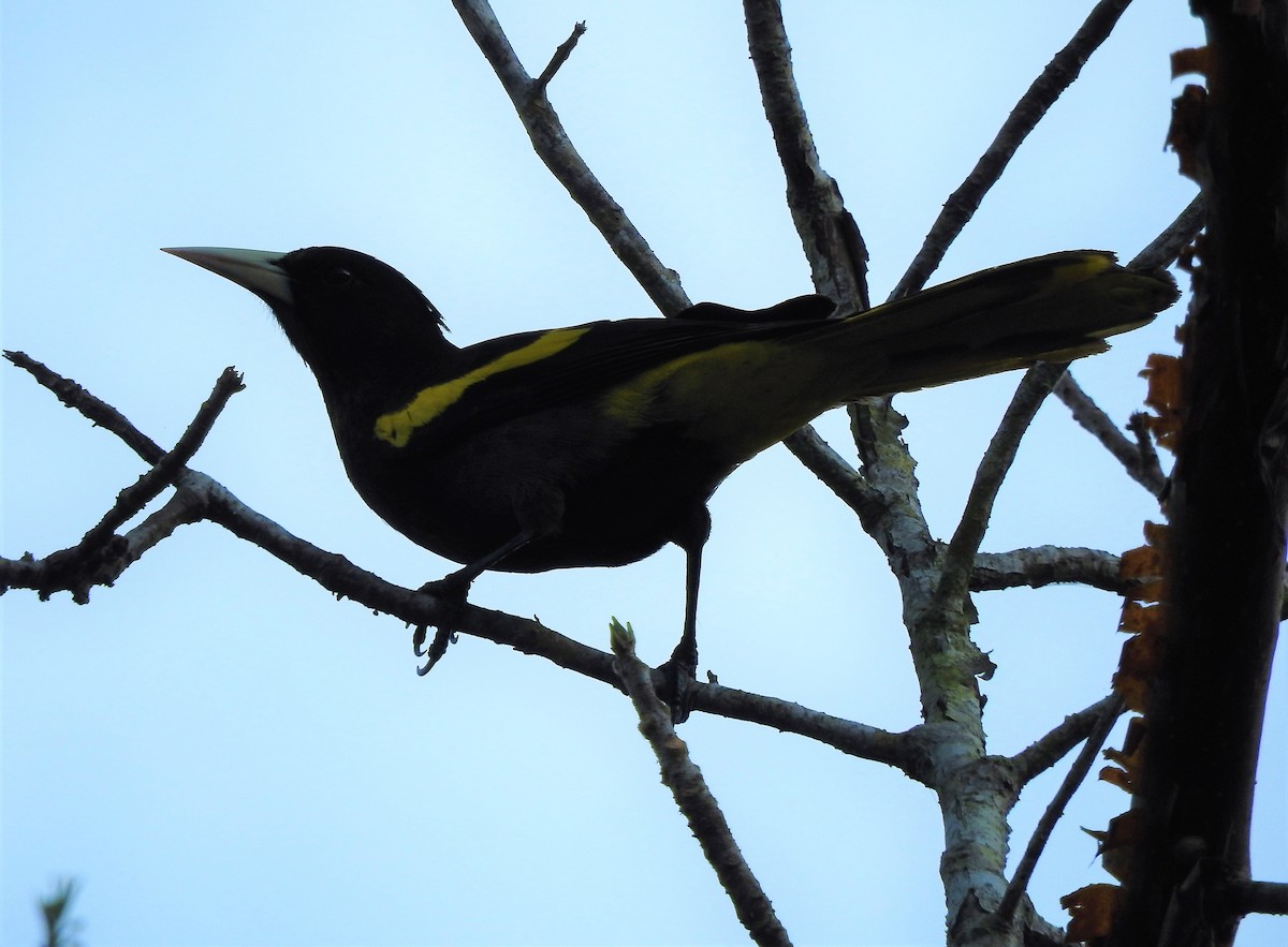 Yellow-winged Cacique - ML222601661