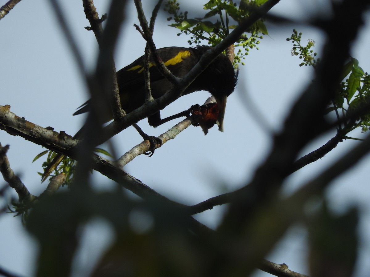 Yellow-winged Cacique - ML222601681