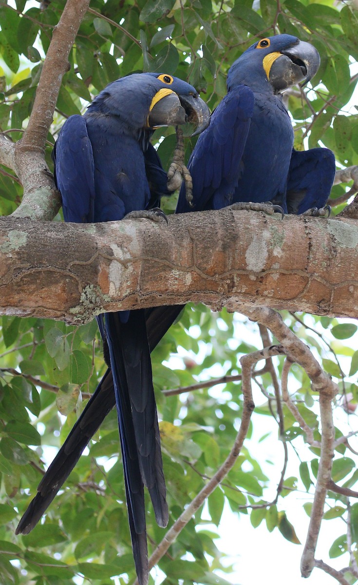 Hyacinth Macaw - ML222602311