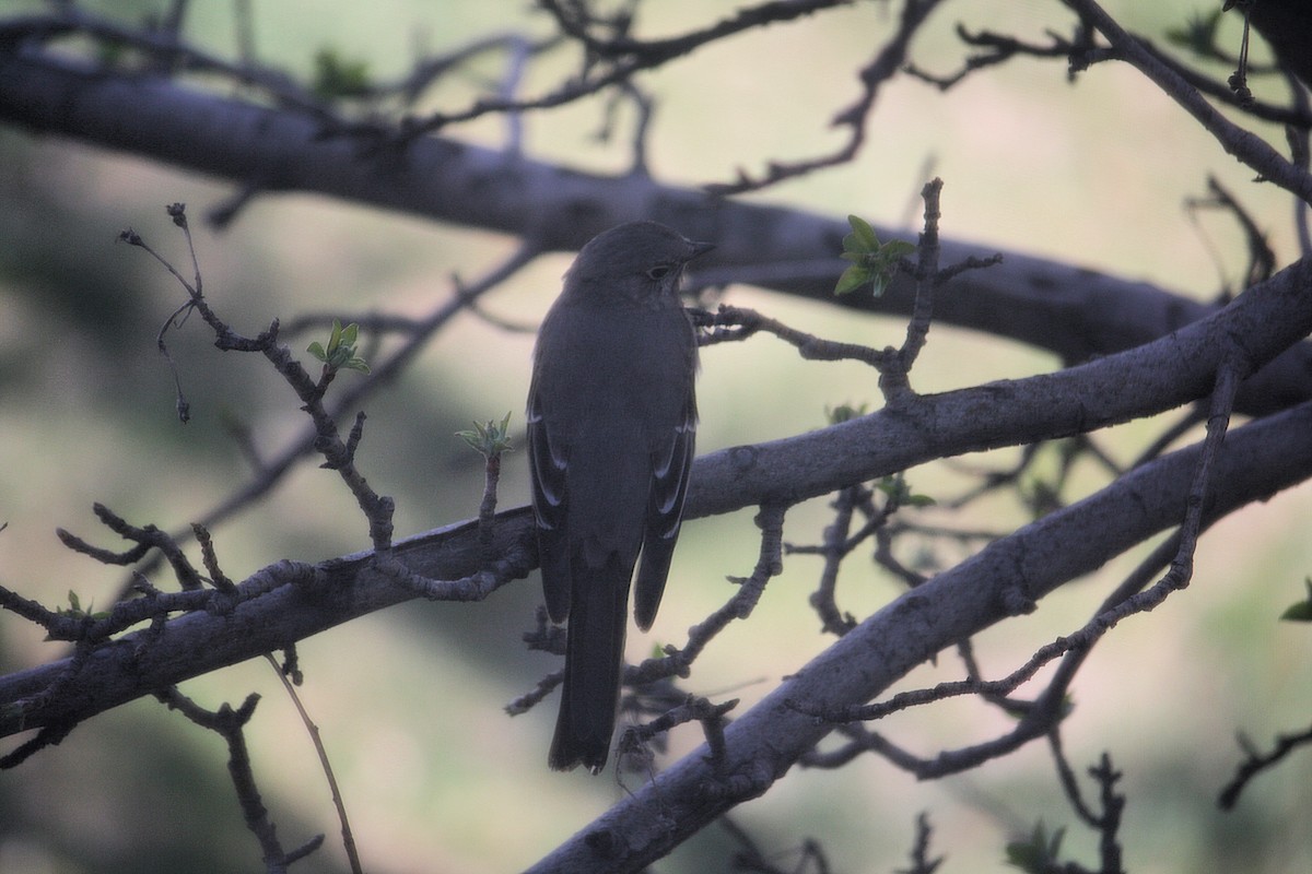 Townsend's Solitaire - ML222607011