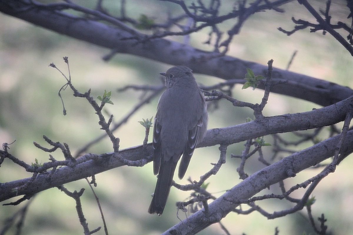 Townsend's Solitaire - ML222607201