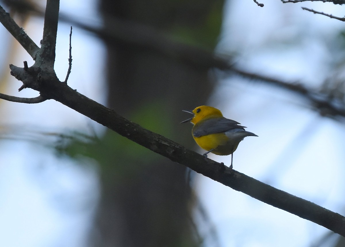 Prothonotary Warbler - ML222608621