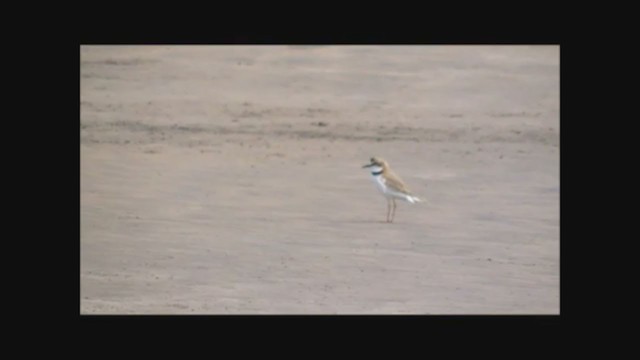 Collared Plover - ML222612011