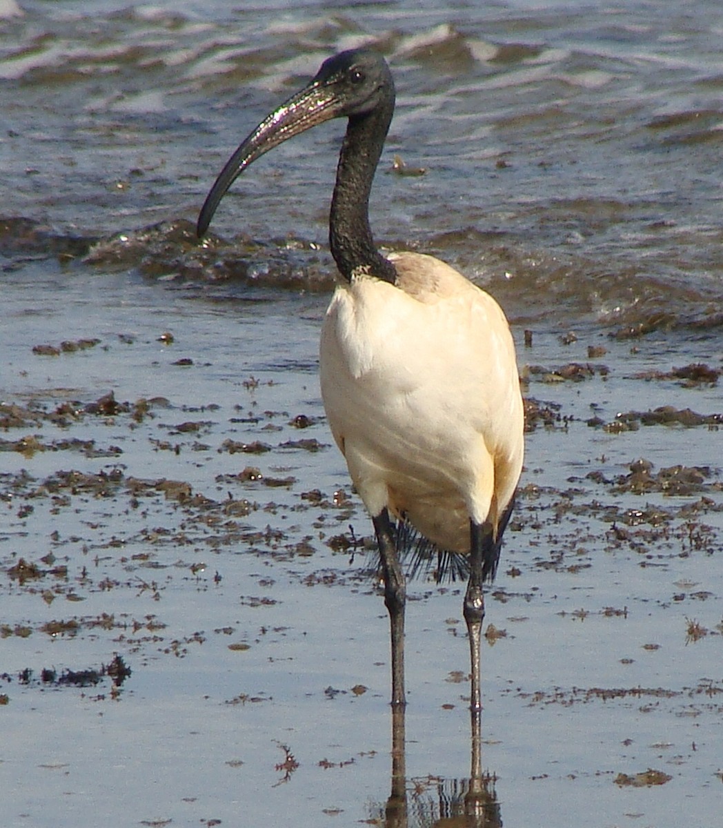 African Sacred Ibis - Jason Anderson