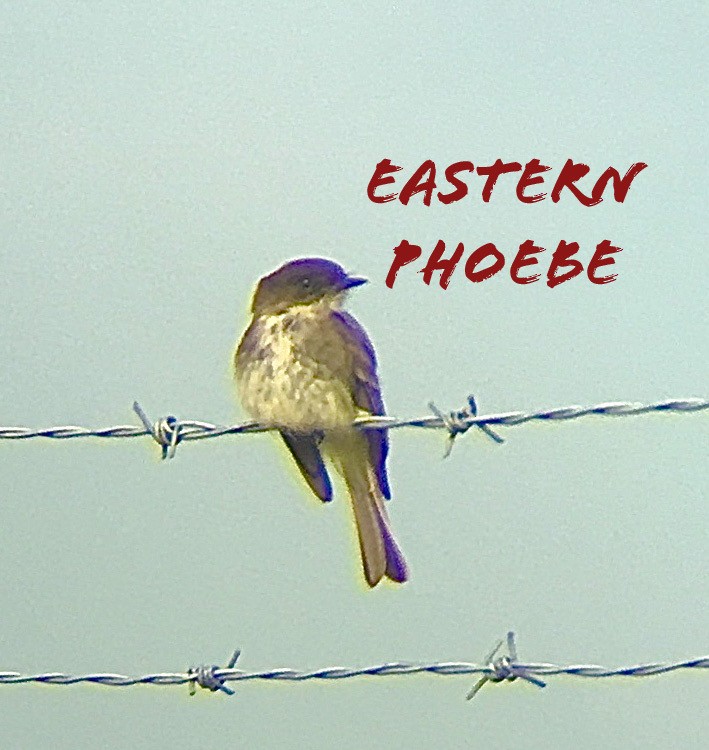 Eastern Phoebe - ML222617681