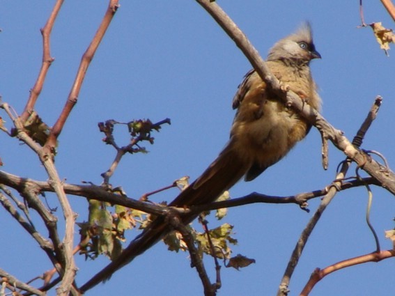 Speckled Mousebird - ML222620381