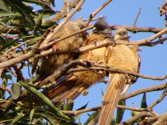 Speckled Mousebird - ML222620391