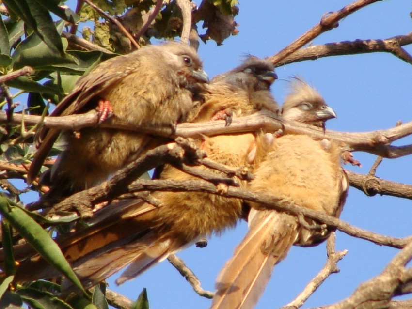Speckled Mousebird - ML222620401