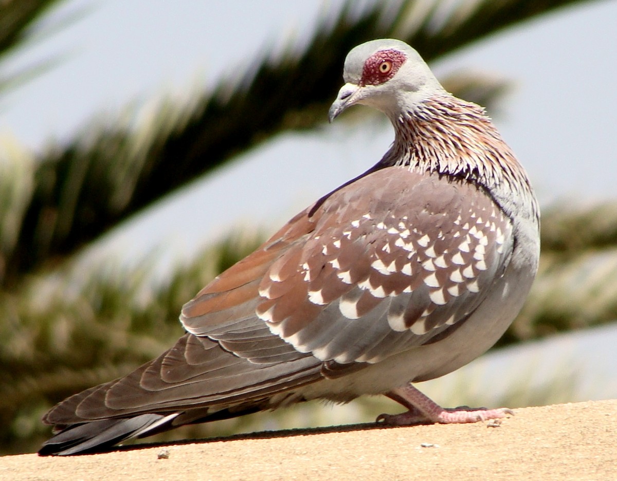 Speckled Pigeon - Jason Anderson