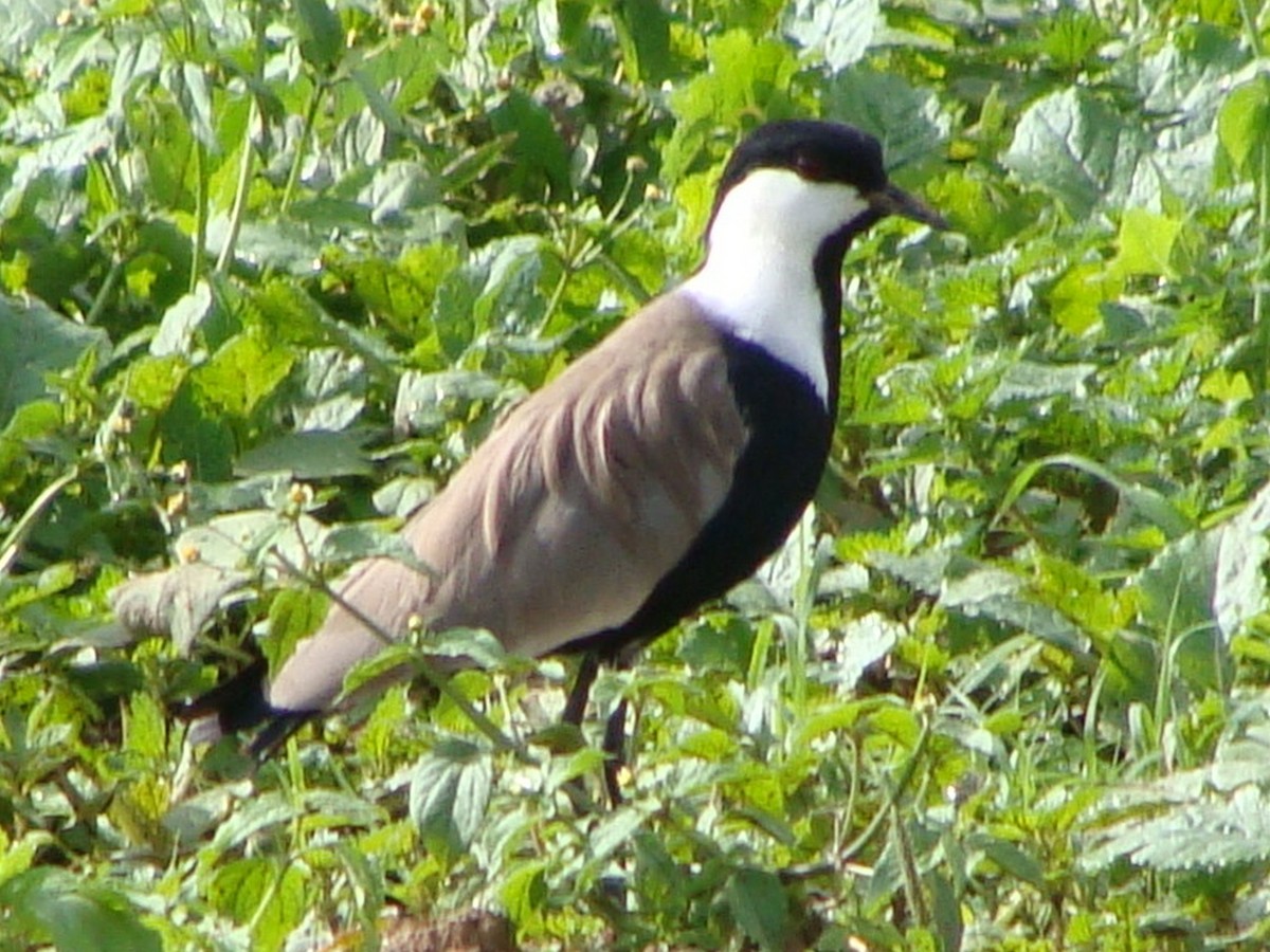 Spur-winged Lapwing - Jason Anderson