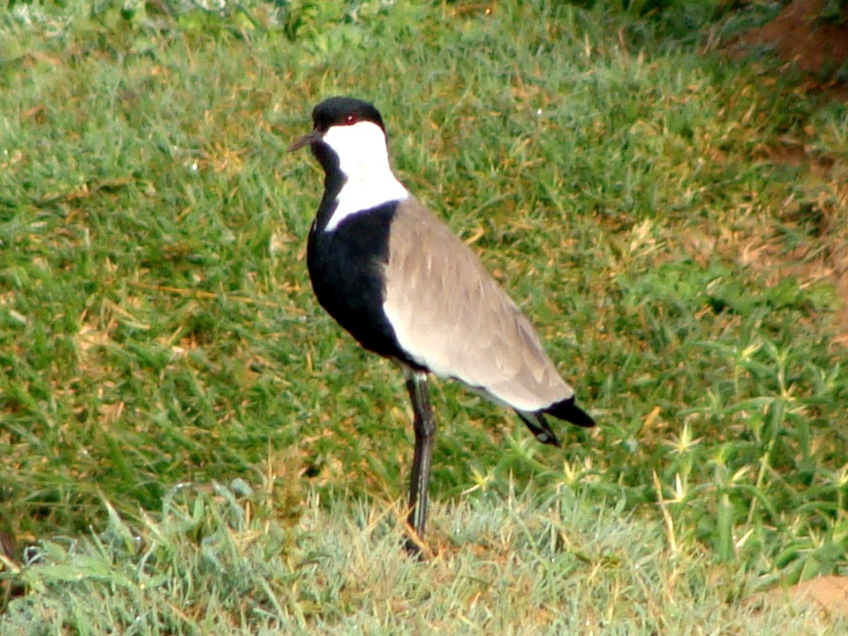 Spur-winged Lapwing - ML222622801