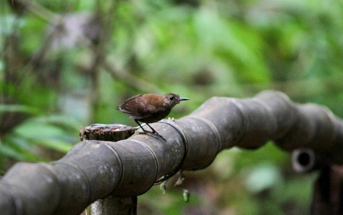 Scaly-breasted Wren - ML22262881