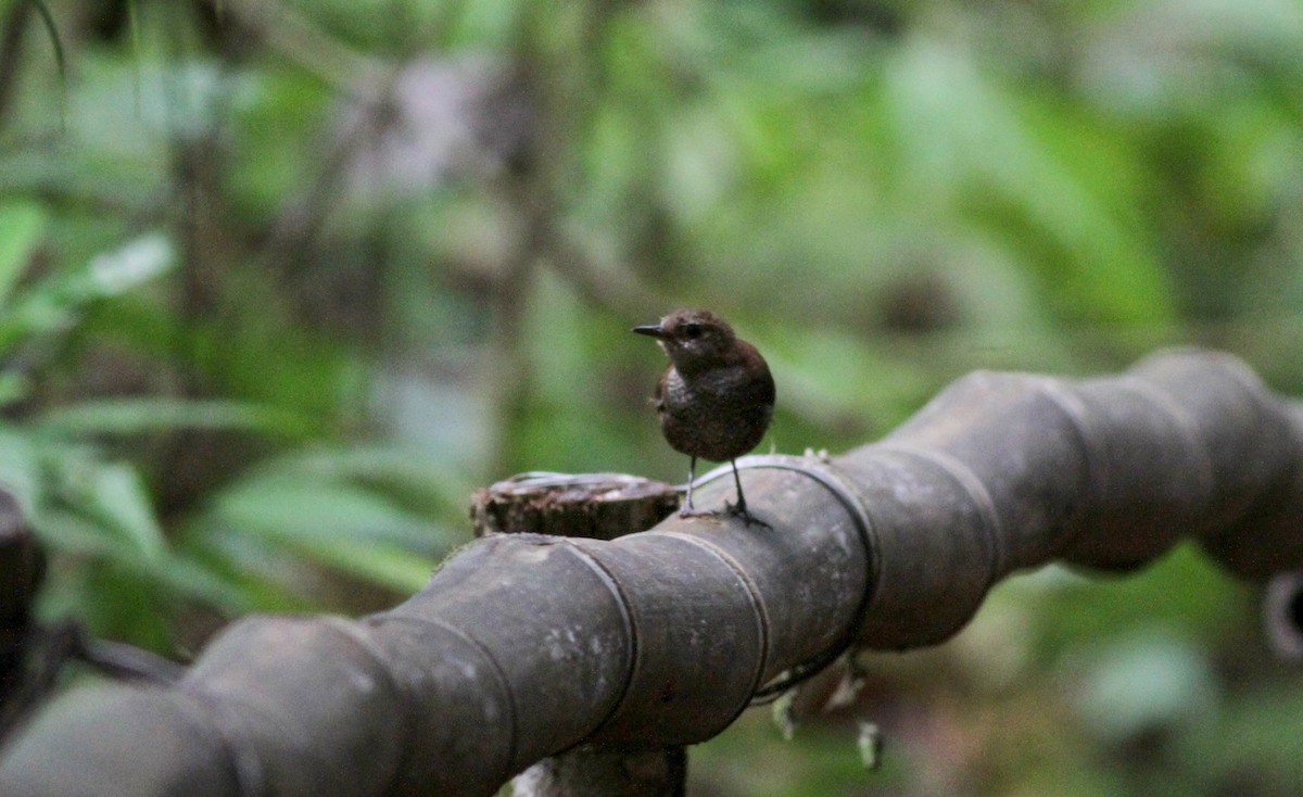 Scaly-breasted Wren - ML22262901