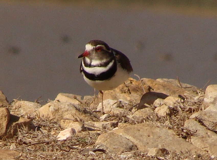 Three-banded Plover - Jason Anderson