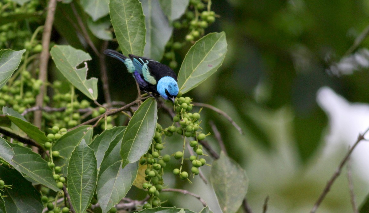 Blue-necked Tanager - ML22263081