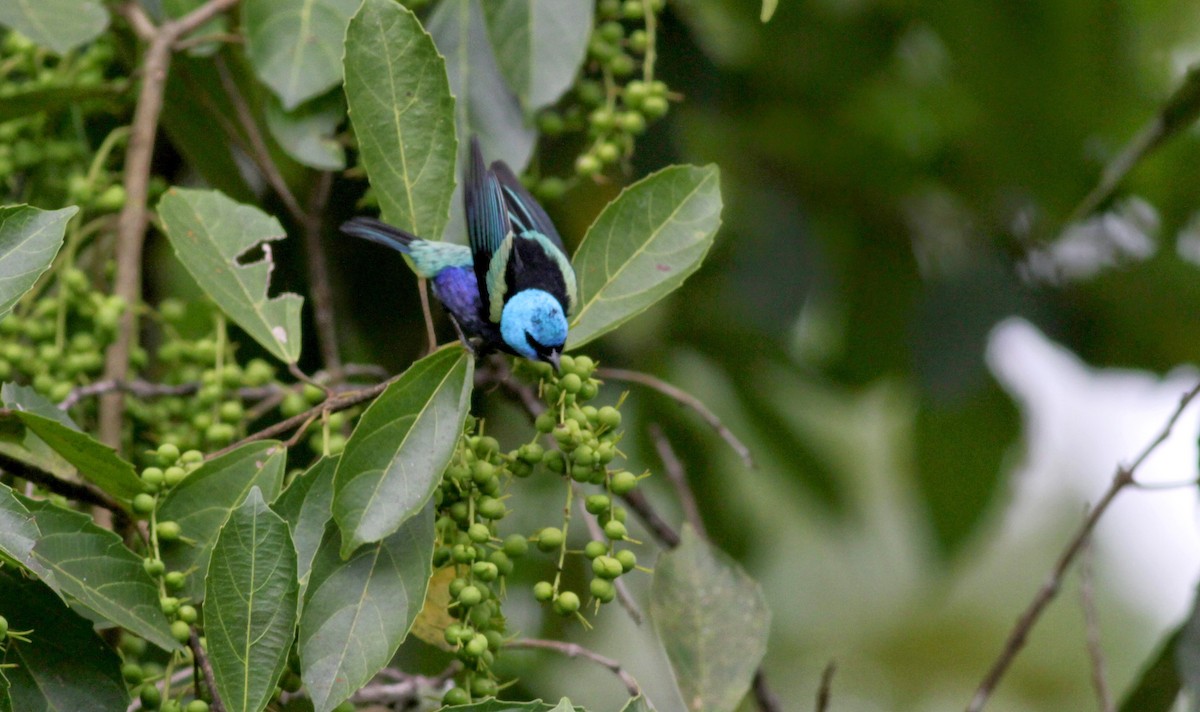 Blue-necked Tanager - ML22263091